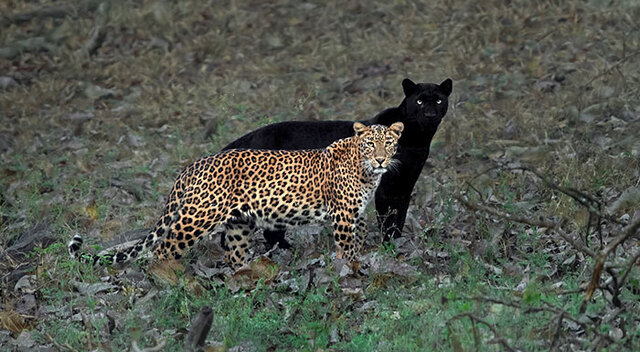 Photographer Waits Six Days To Take This Perfectly Lined Up Photo Of A Leopard With A “Shadow”